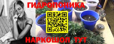 стаф Гатчина